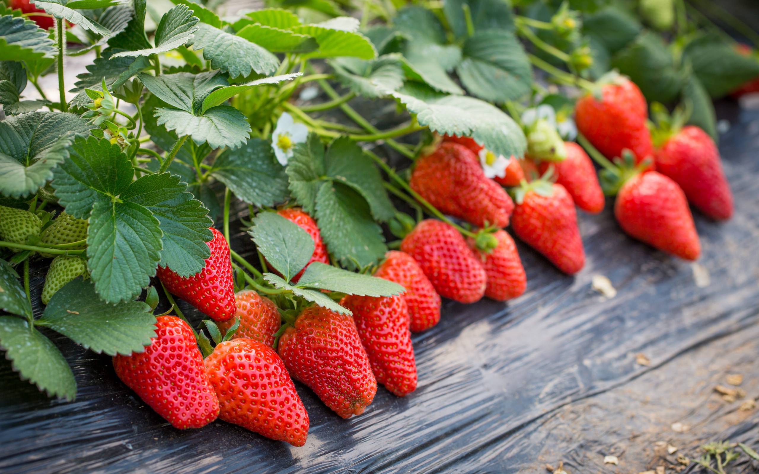昌平小汤山草莓种植基地-生产型温室控制应用